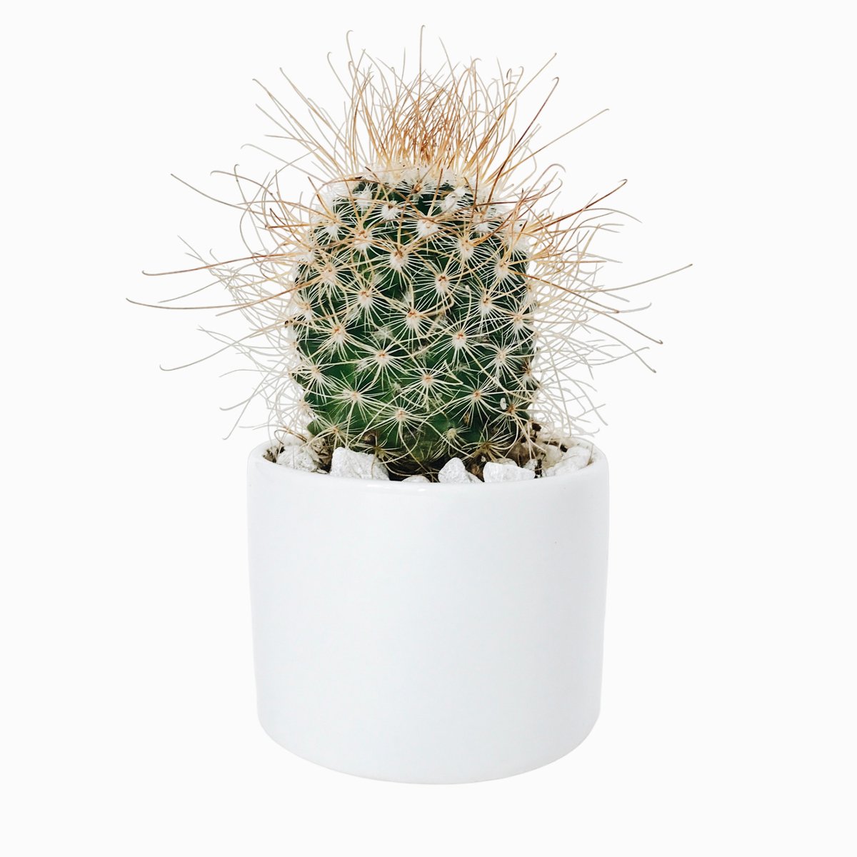 Кактус "Пушистик"
