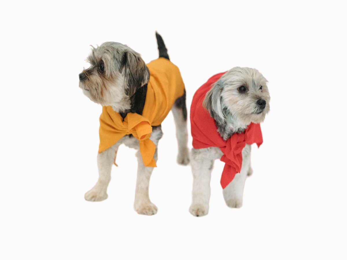 Попона для собак "Fancy dog"