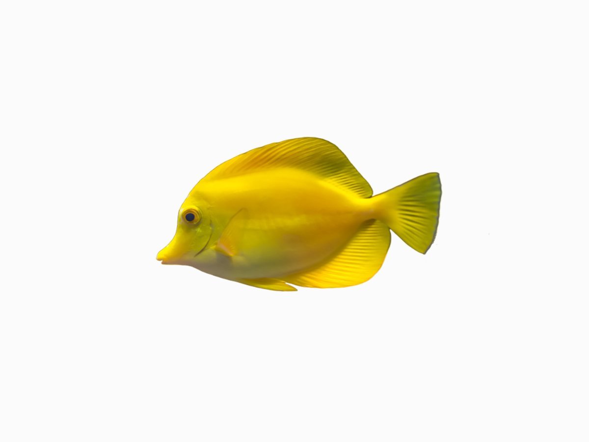 Зебрасома парусная желтая